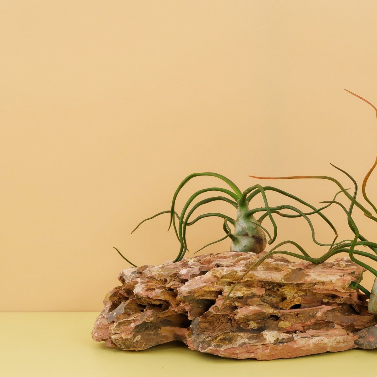 TILLANDSIA BULBOSA online bestellen bei potflourri