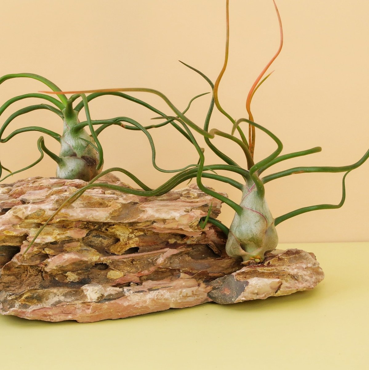 TILLANDSIA BULBOSA online bestellen bei potflourri