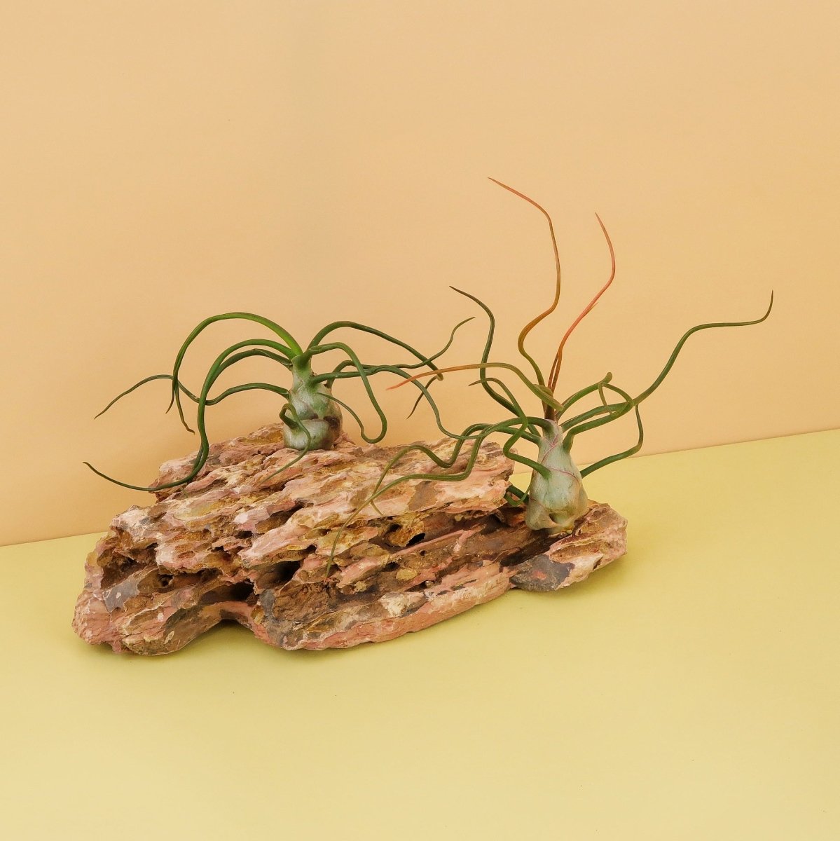 TILLANDSIA BULBOSA online bestellen bei potflourri