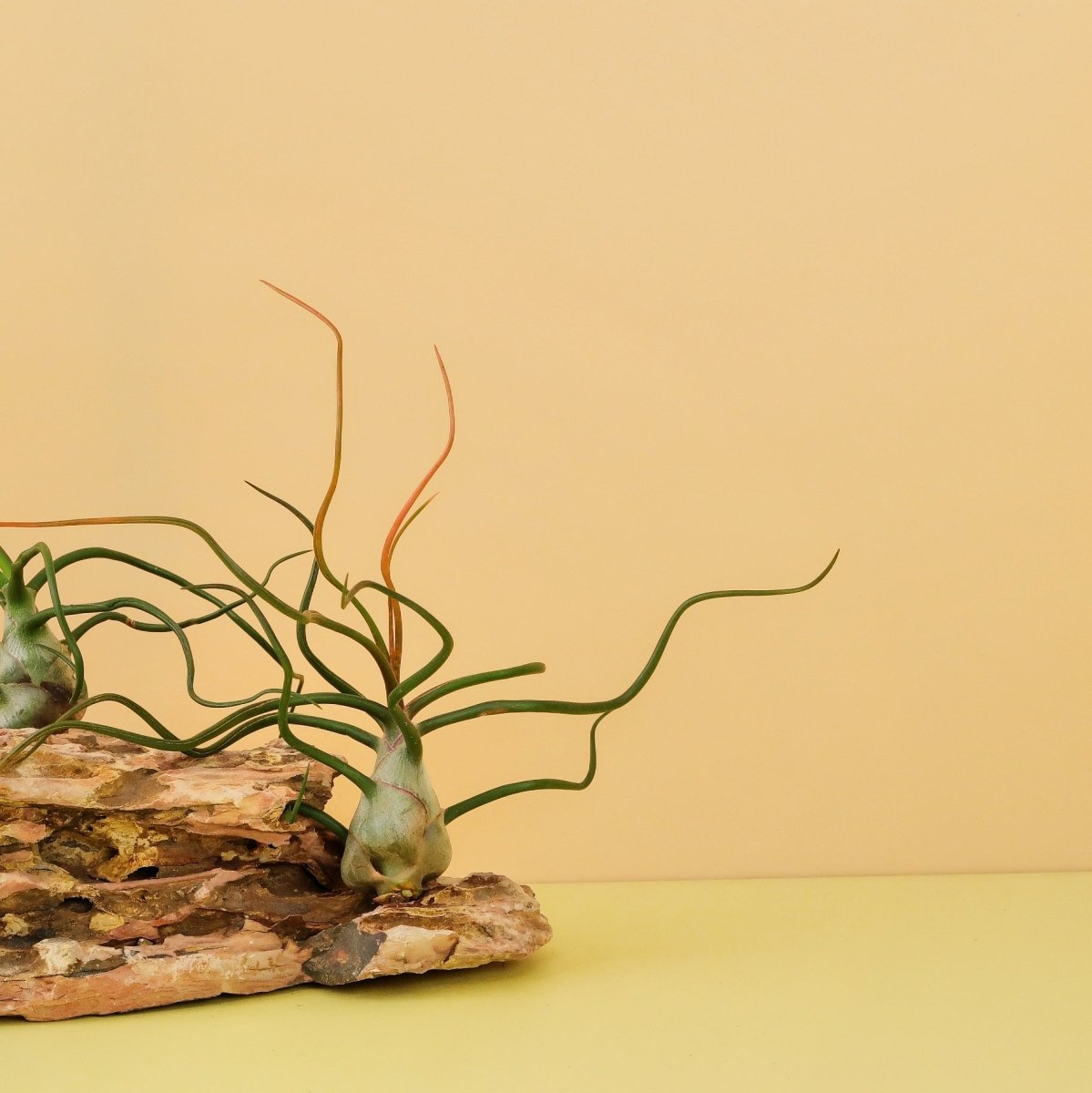 TILLANDSIA BULBOSA online bestellen bei potflourri