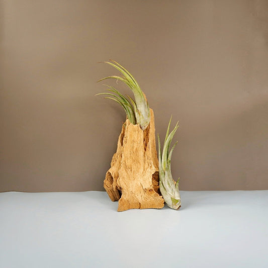 TILLANDSIA CIRCINATA online bestellen bei potflourri