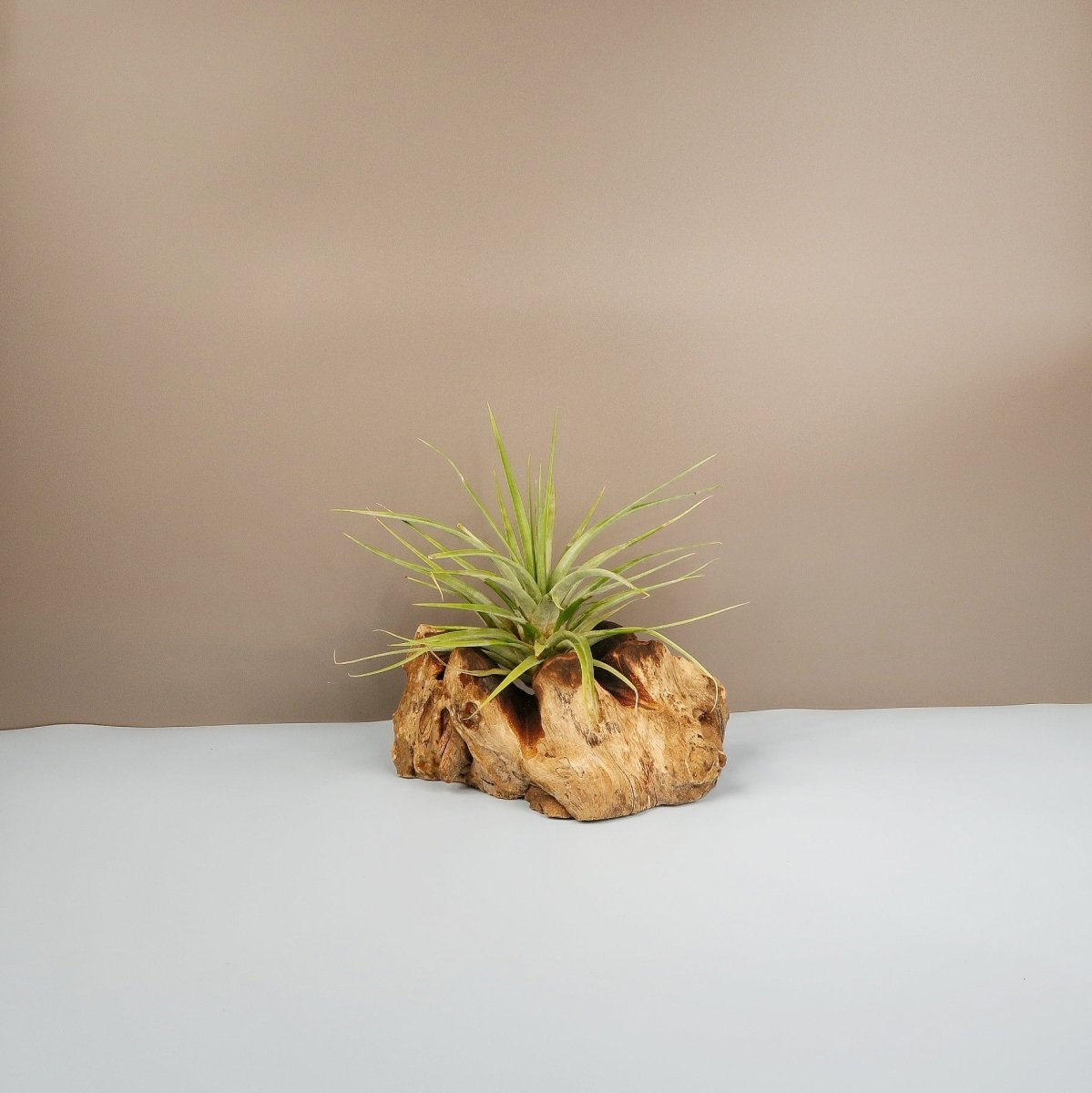 TILLANDSIA CONCOLOR online bestellen bei potflourri