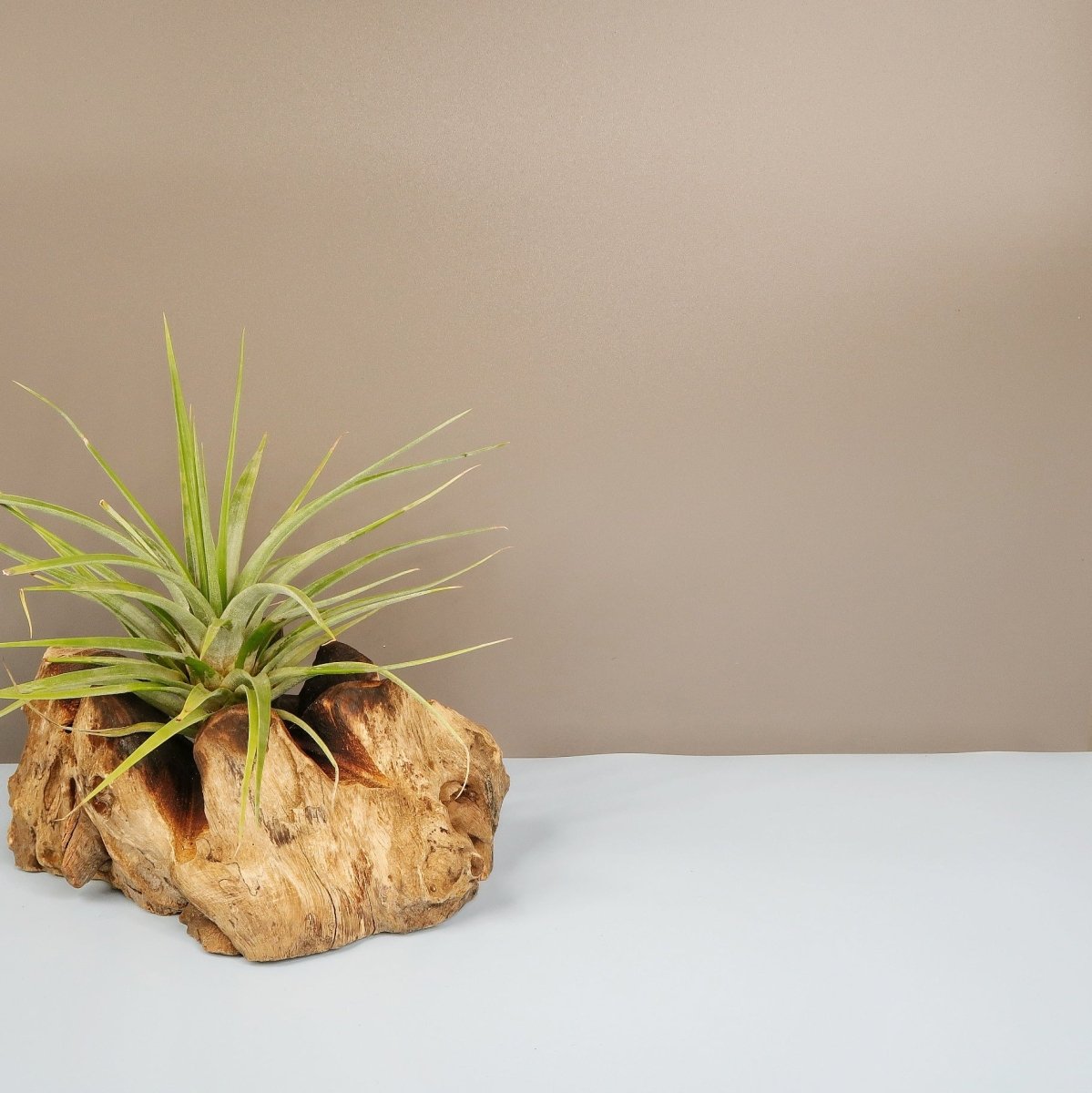 TILLANDSIA CONCOLOR online bestellen bei potflourri