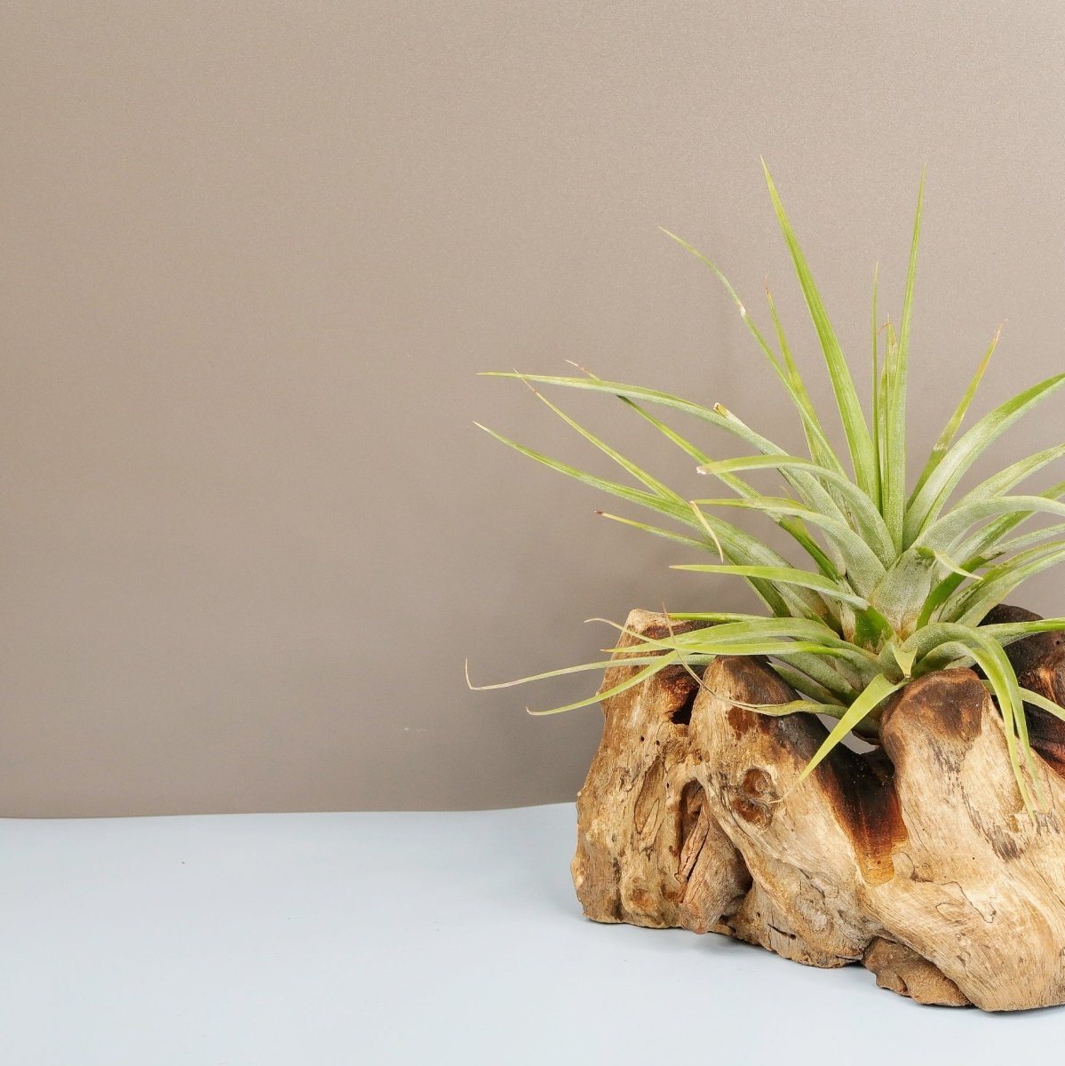 TILLANDSIA CONCOLOR online bestellen bei potflourri