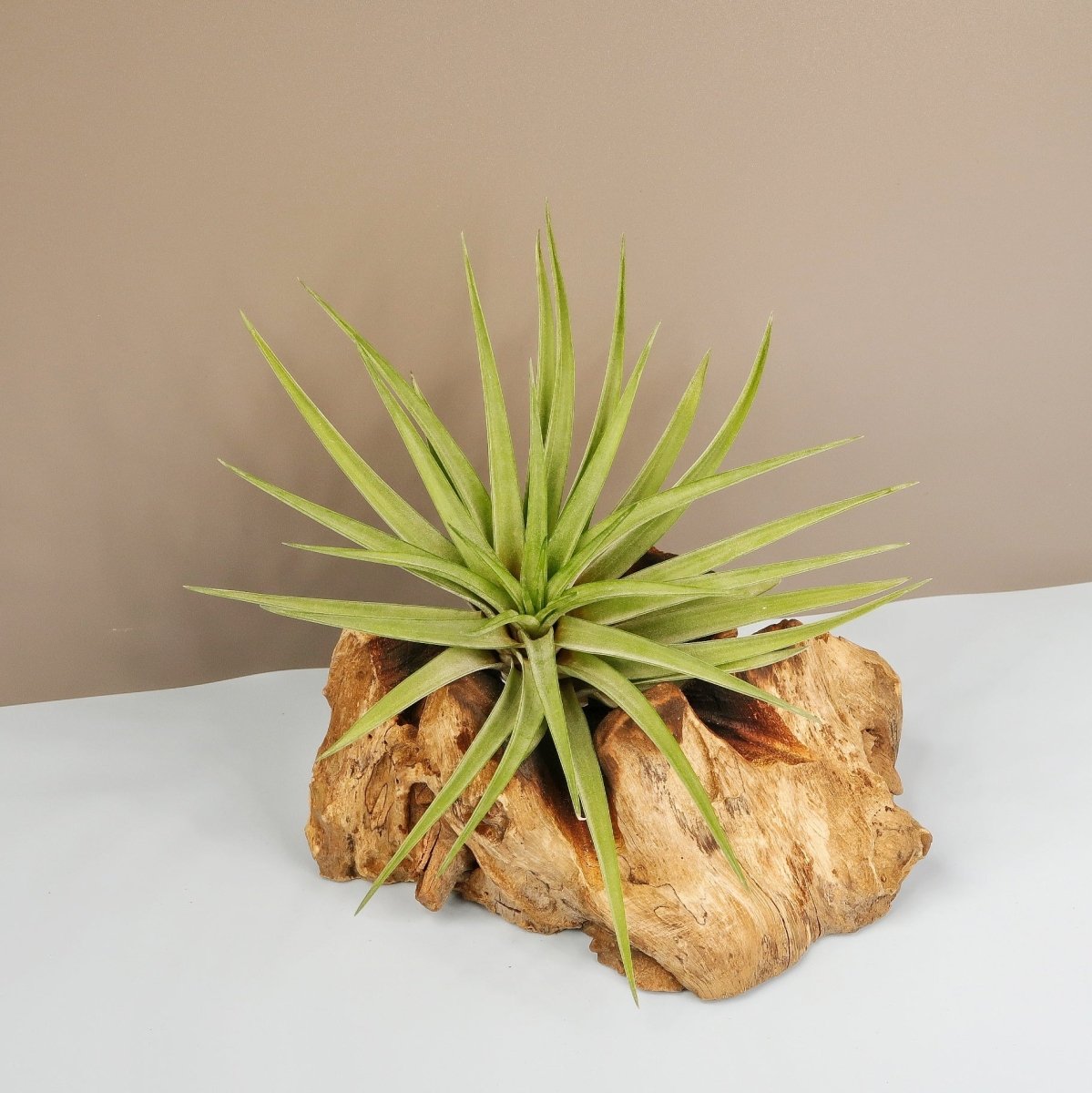 TILLANDSIA CONCOLOR online bestellen bei potflourri