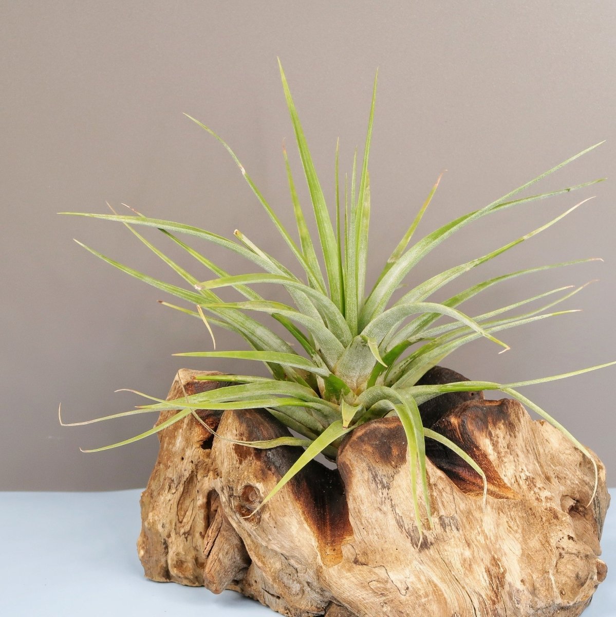 TILLANDSIA CONCOLOR online bestellen bei potflourri