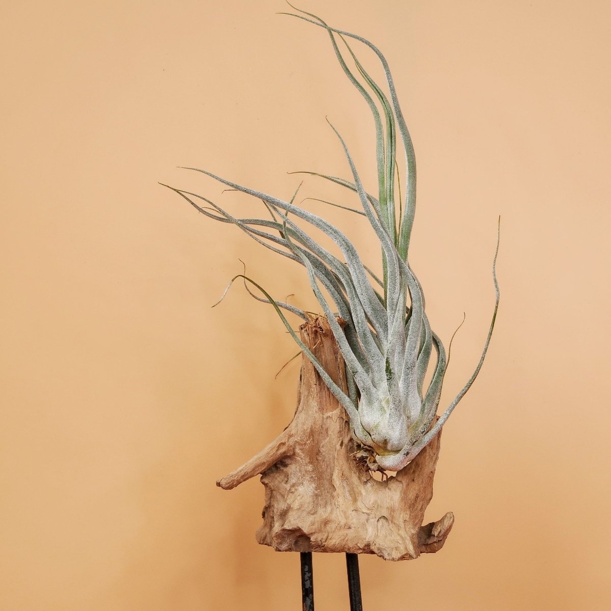 TILLANDSIA EHLERSIANA online bestellen bei potflourri