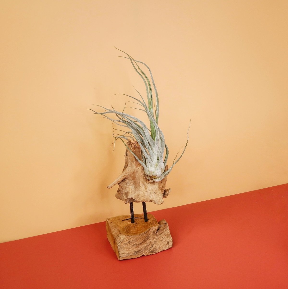 TILLANDSIA EHLERSIANA online bestellen bei potflourri