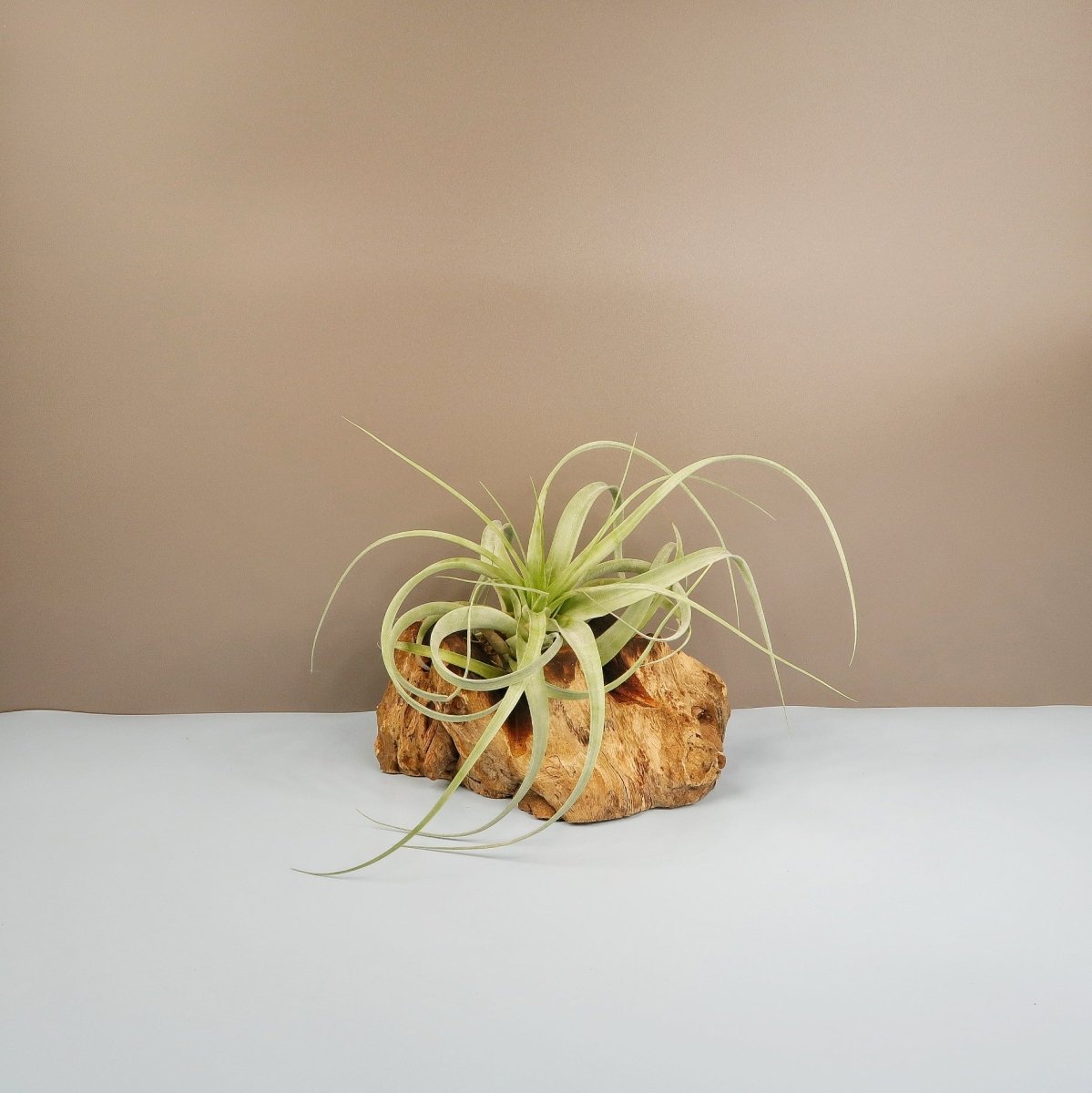 TILLANDSIA FIRESTORM online bestellen bei potflourri