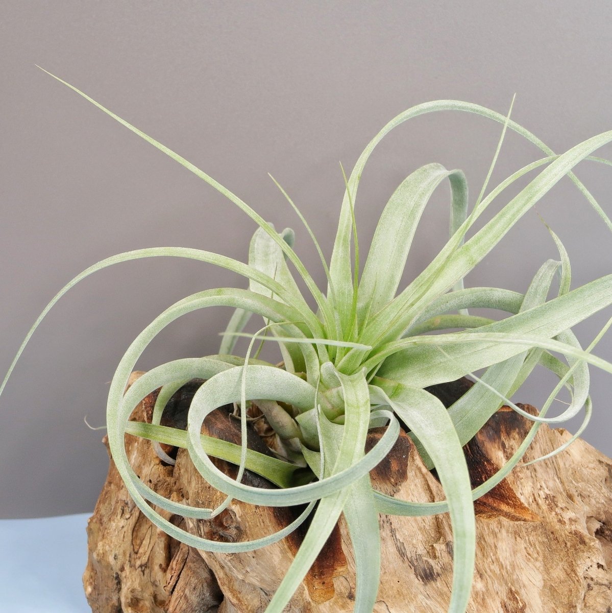 TILLANDSIA FIRESTORM online bestellen bei potflourri