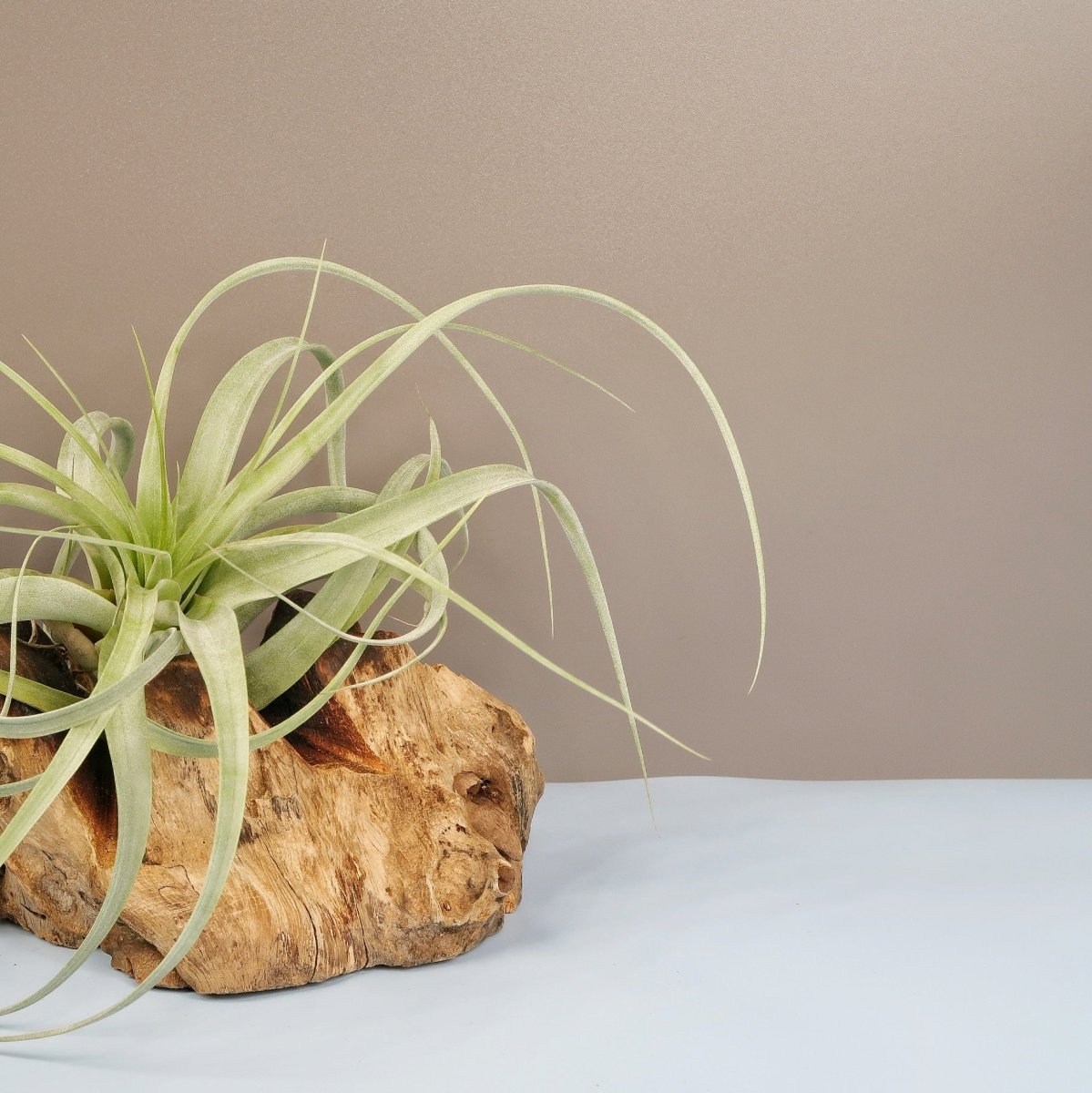 TILLANDSIA FIRESTORM online bestellen bei potflourri