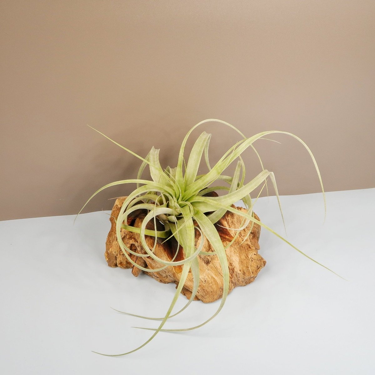 TILLANDSIA FIRESTORM online bestellen bei potflourri