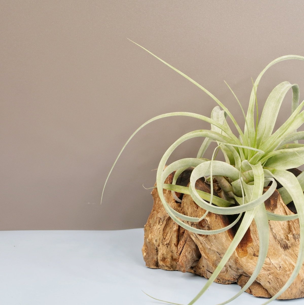 TILLANDSIA FIRESTORM online bestellen bei potflourri