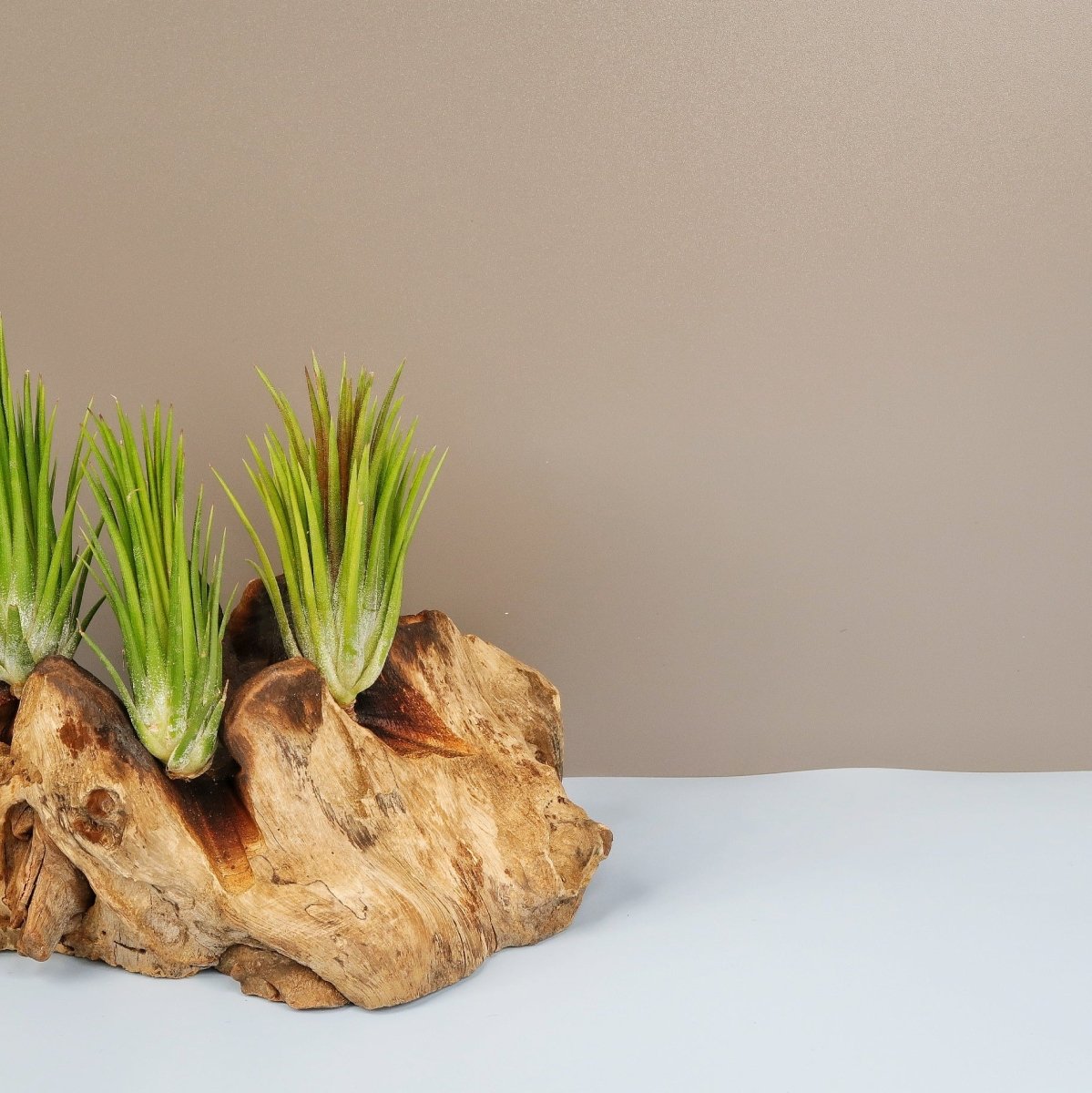 TILLANDSIA IONANTHA FUEGO online bestellen bei potflourri