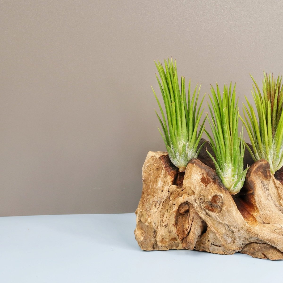 TILLANDSIA IONANTHA FUEGO online bestellen bei potflourri