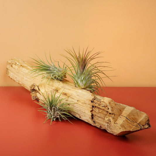 TILLANDSIA IONANTHA GREEN online bestellen bei potflourri