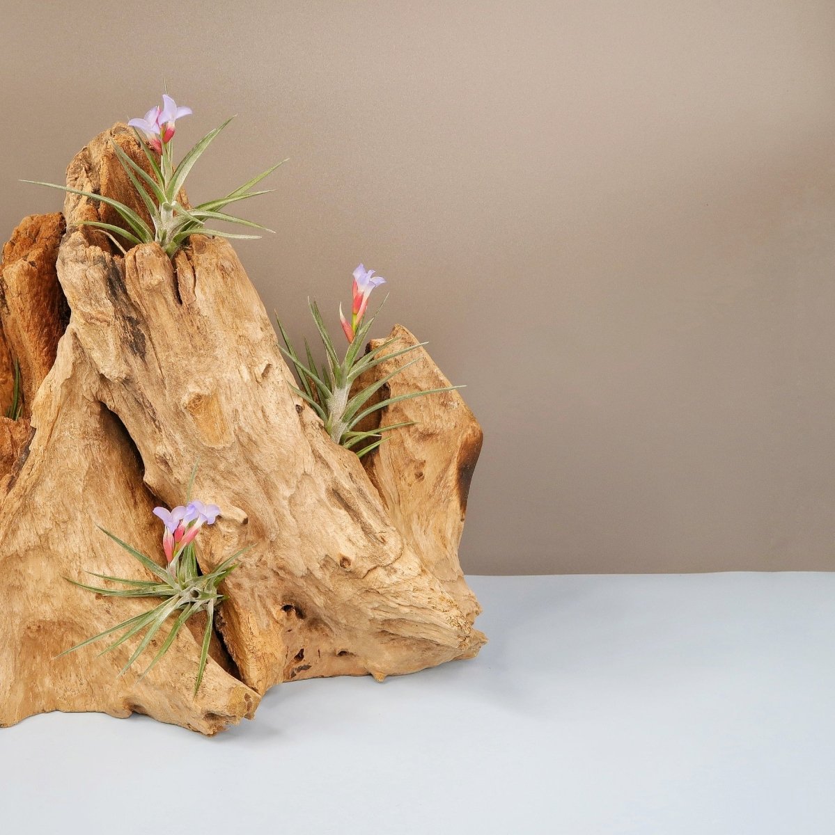 TILLANDSIA JONESII online bestellen bei potflourri