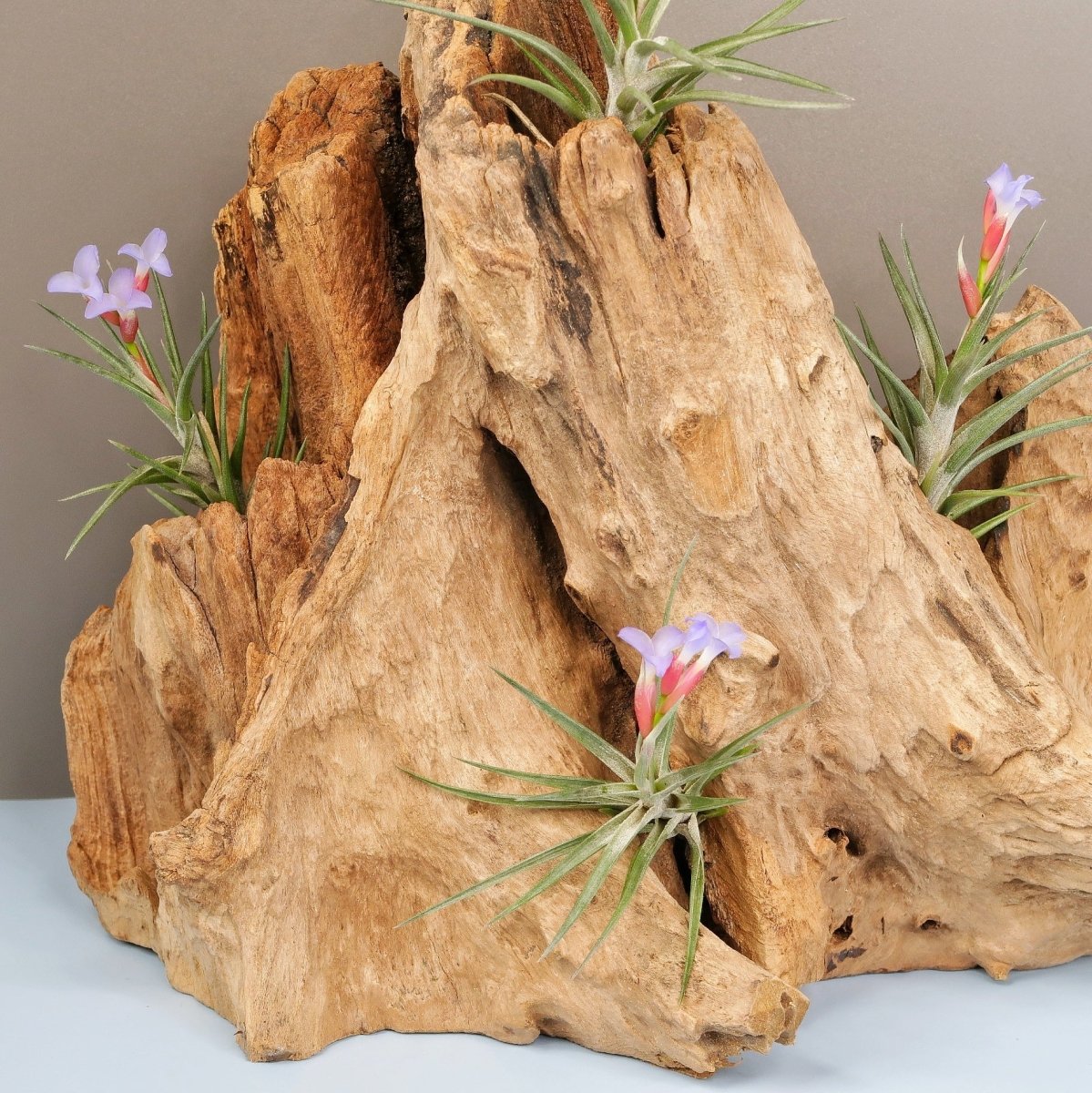 TILLANDSIA JONESII online bestellen bei potflourri