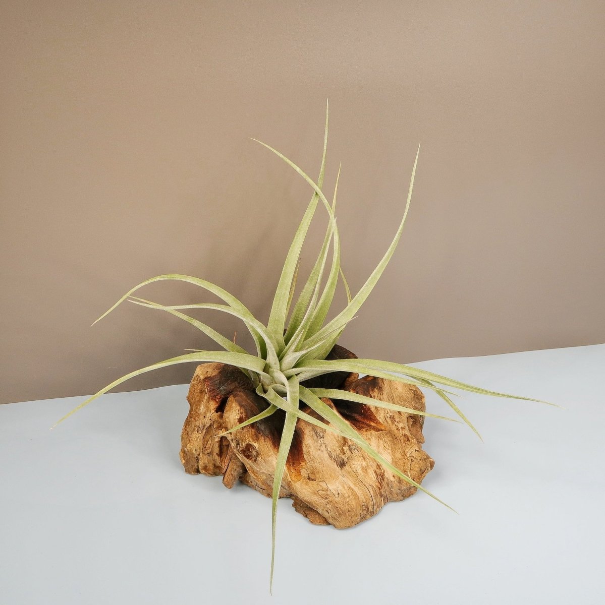 TILLANDSIA MAJESTIC online bestellen bei potflourri