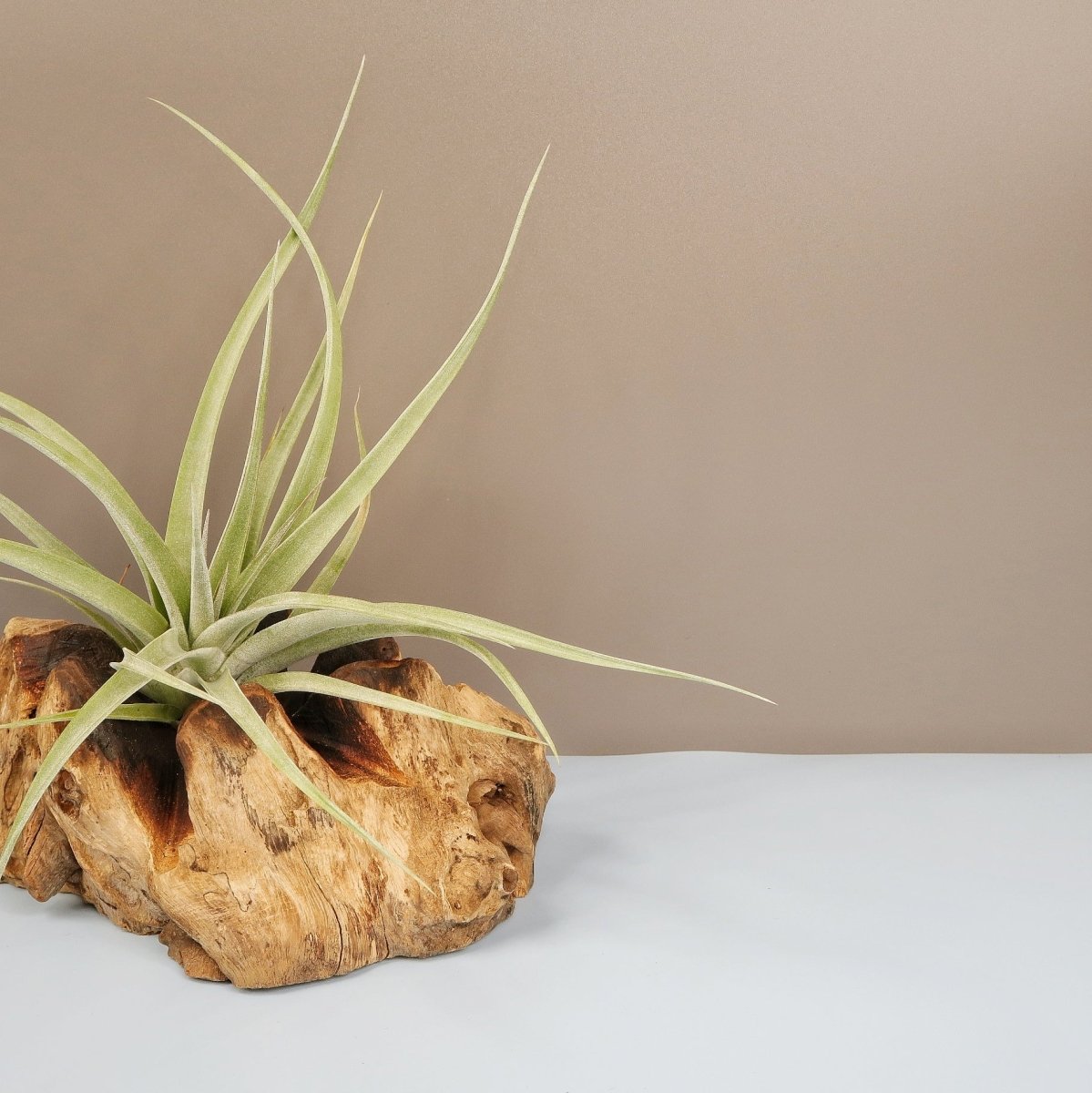 TILLANDSIA MAJESTIC online bestellen bei potflourri