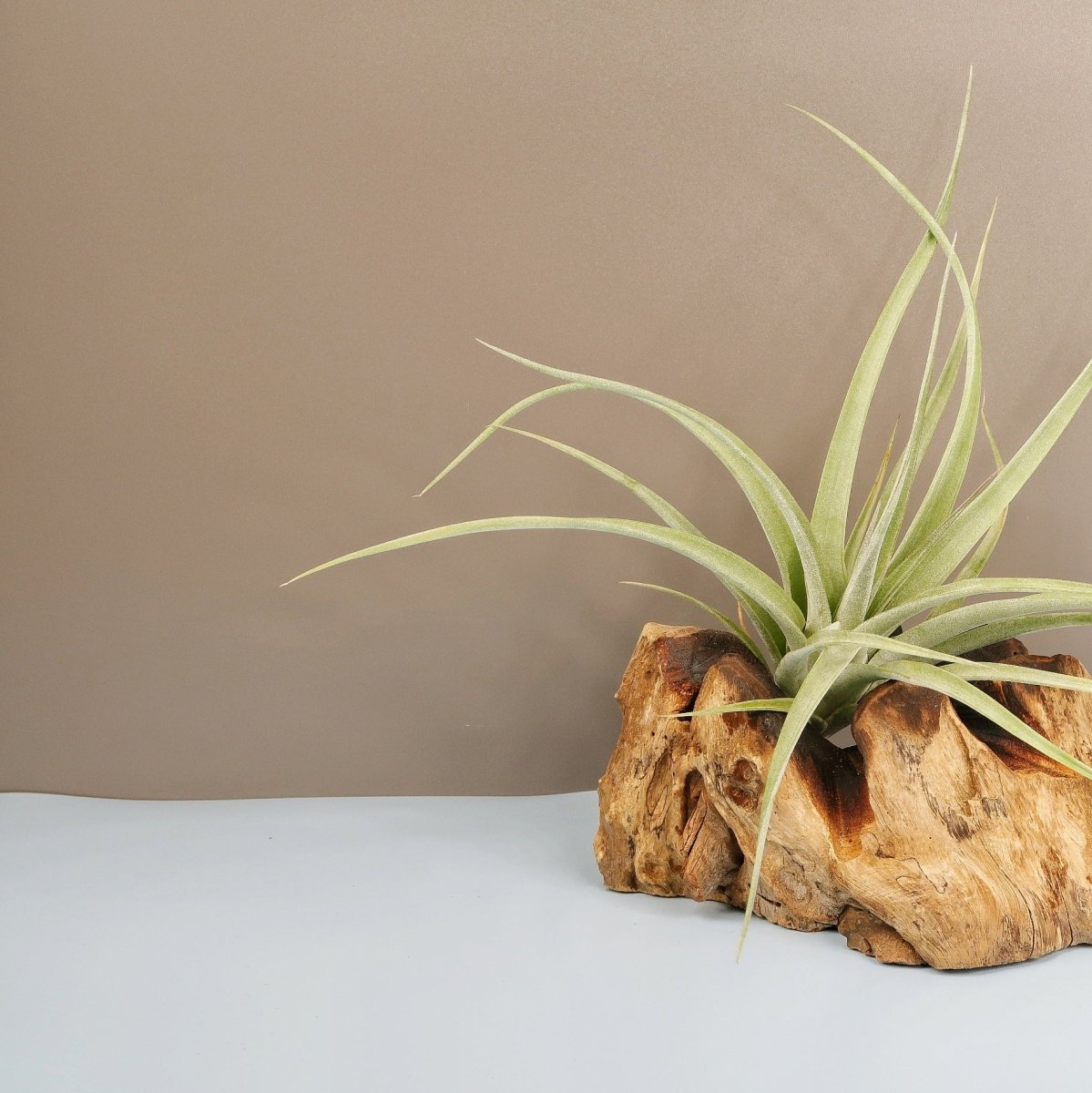 TILLANDSIA MAJESTIC online bestellen bei potflourri