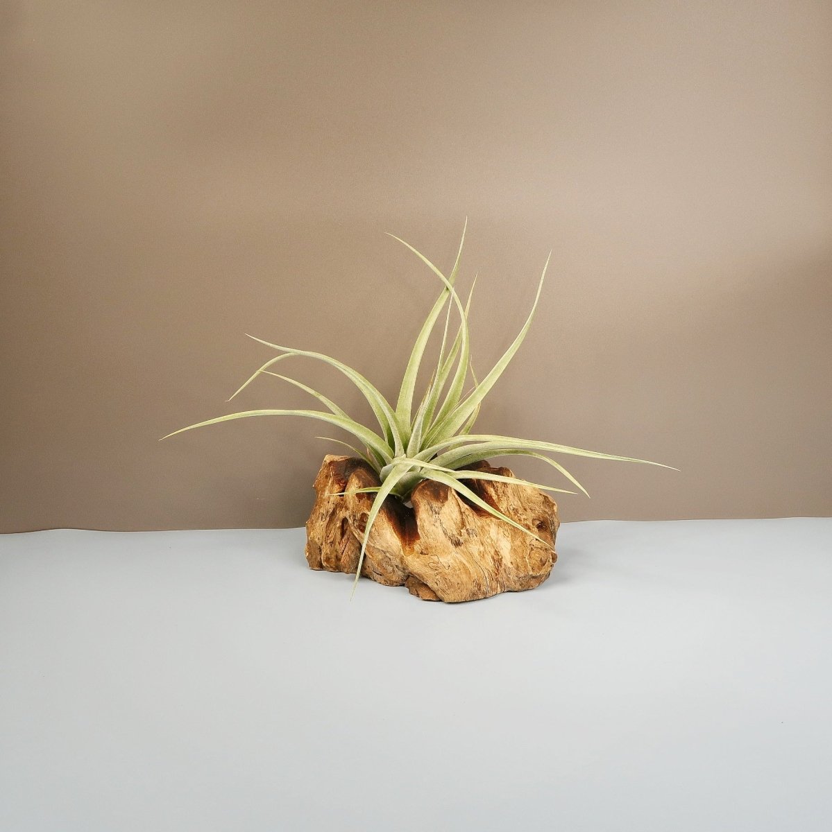 TILLANDSIA MAJESTIC online bestellen bei potflourri