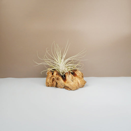 TILLANDSIA OAXACANA VELICKIANA online bestellen bei potflourri