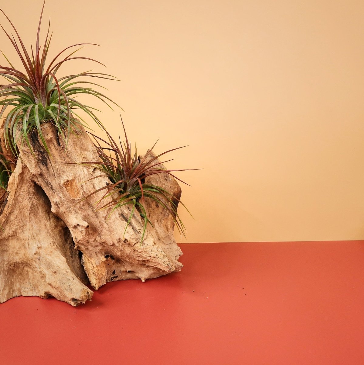 TILLANDSIA RAINFOREST online bestellen bei potflourri