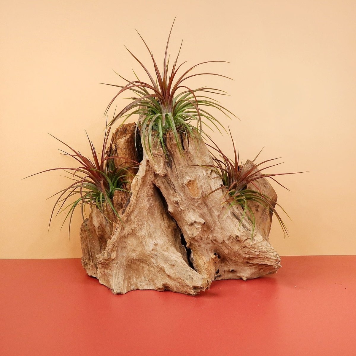 TILLANDSIA RAINFOREST online bestellen bei potflourri