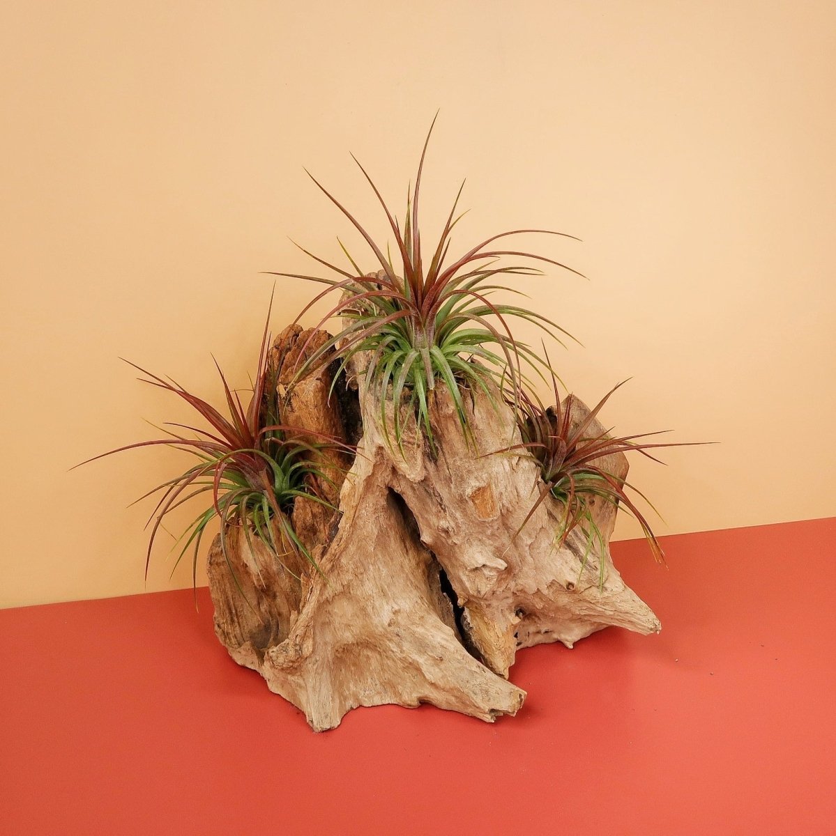 TILLANDSIA RAINFOREST online bestellen bei potflourri