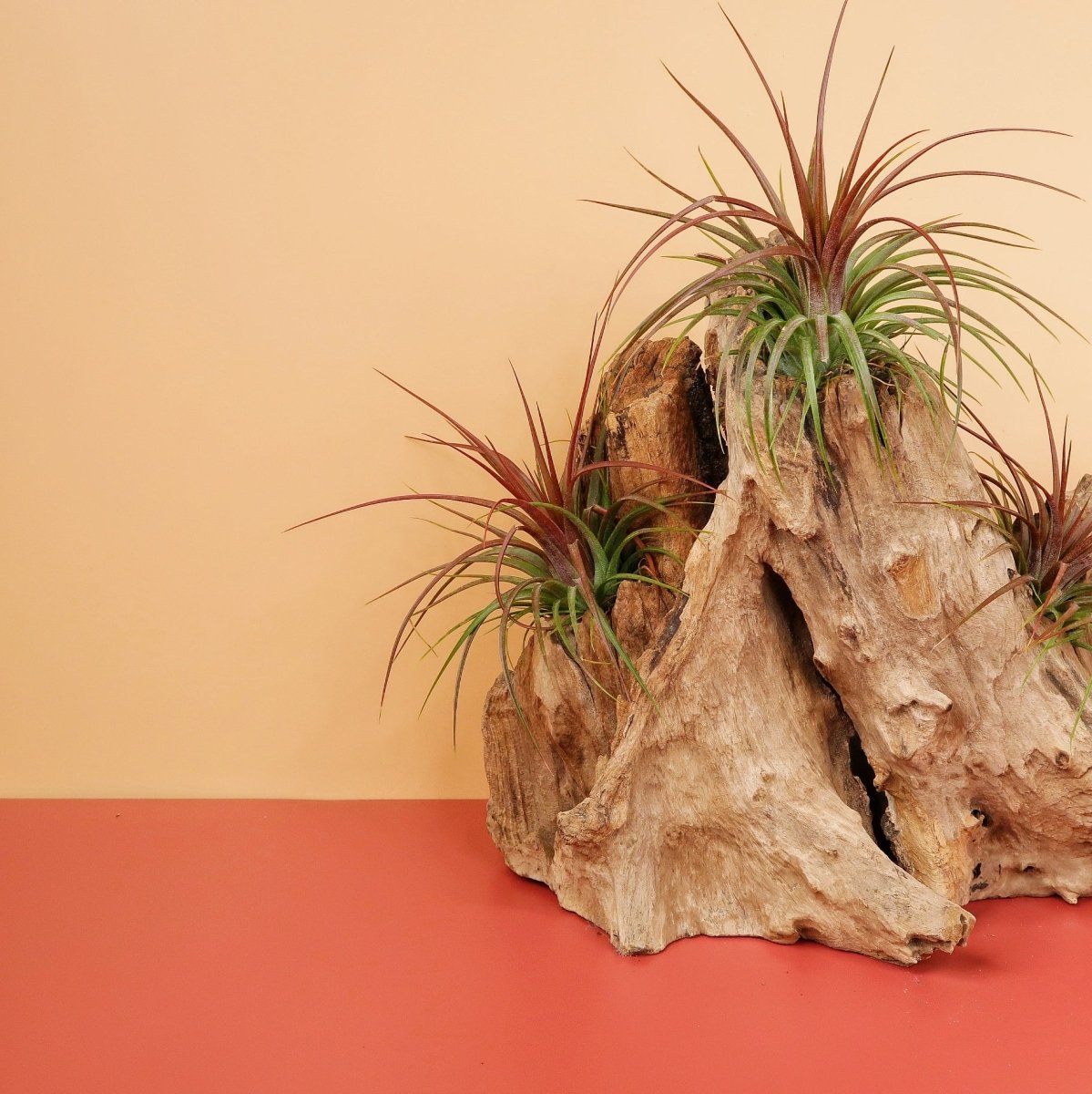 TILLANDSIA RAINFOREST online bestellen bei potflourri