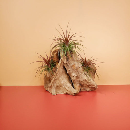 TILLANDSIA RAINFOREST online bestellen bei potflourri