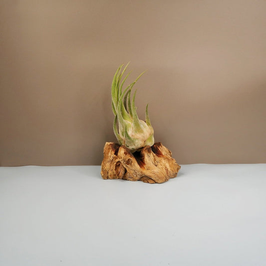 TILLANDSIA SELERIANA online bestellen bei potflourri