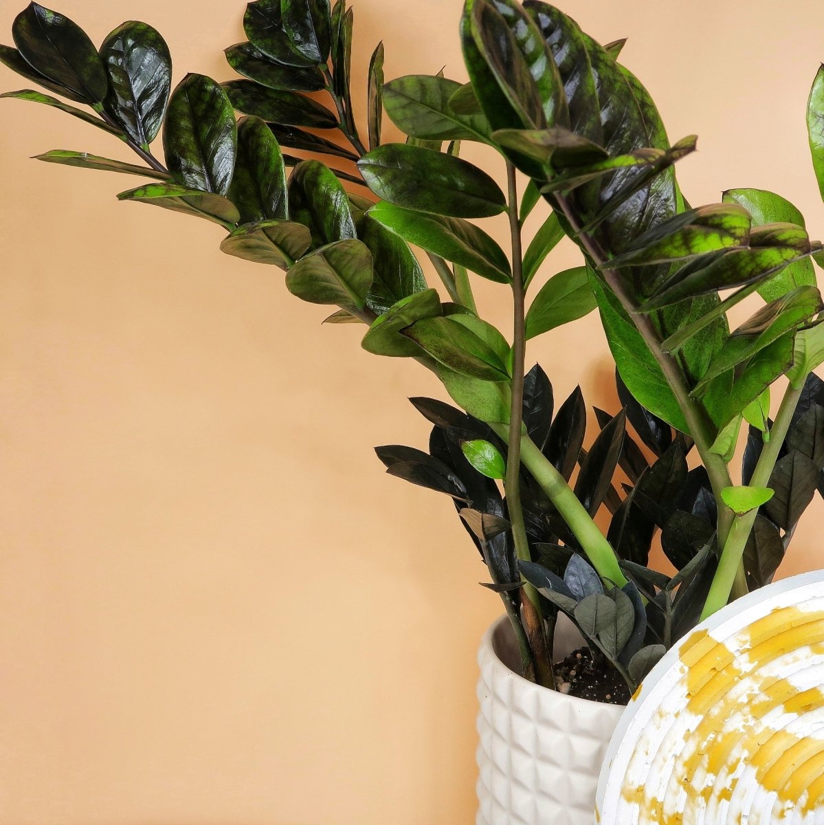 ZAMIOCULCAS BLACK RAVEN online bestellen bei potflourri