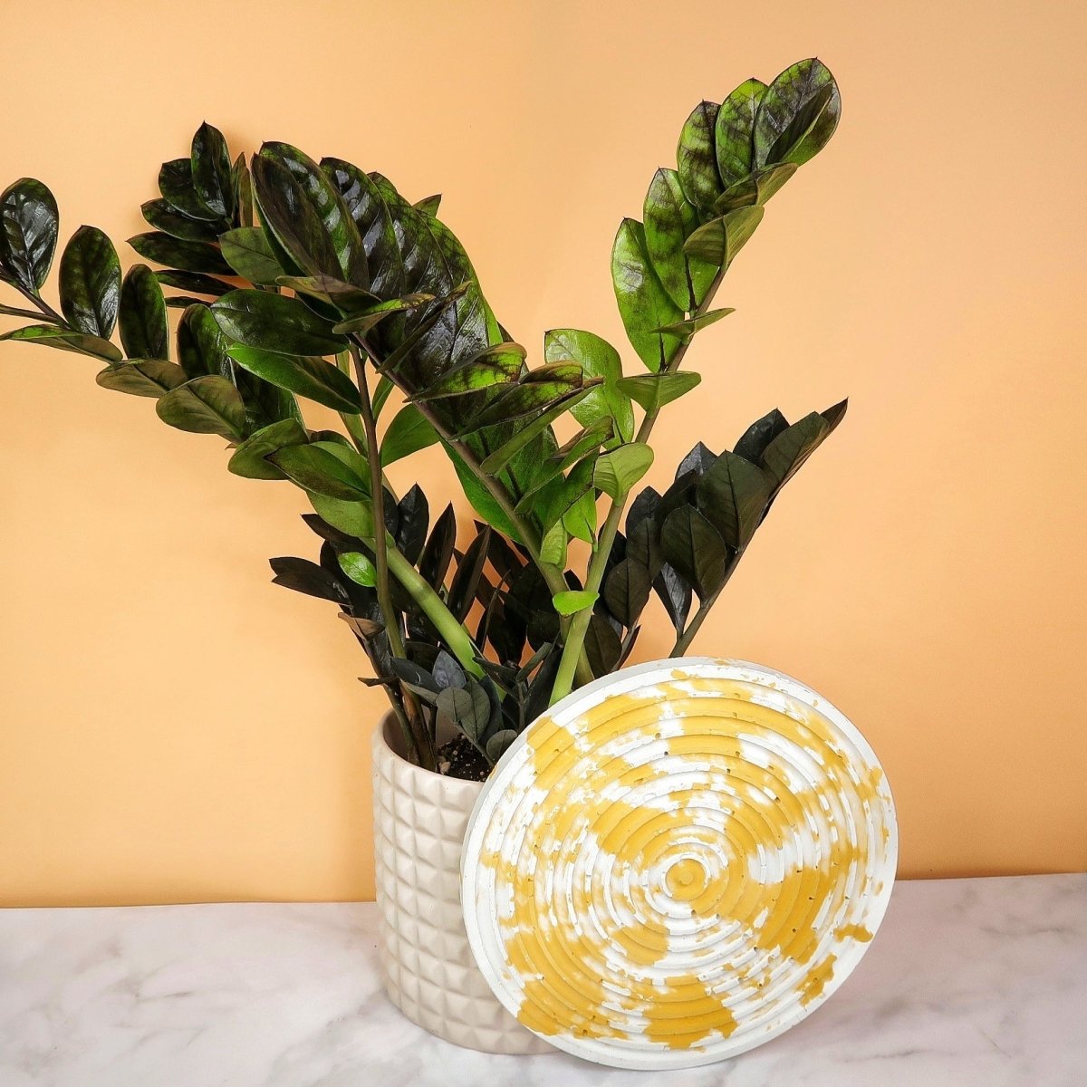 ZAMIOCULCAS BLACK RAVEN online bestellen bei potflourri