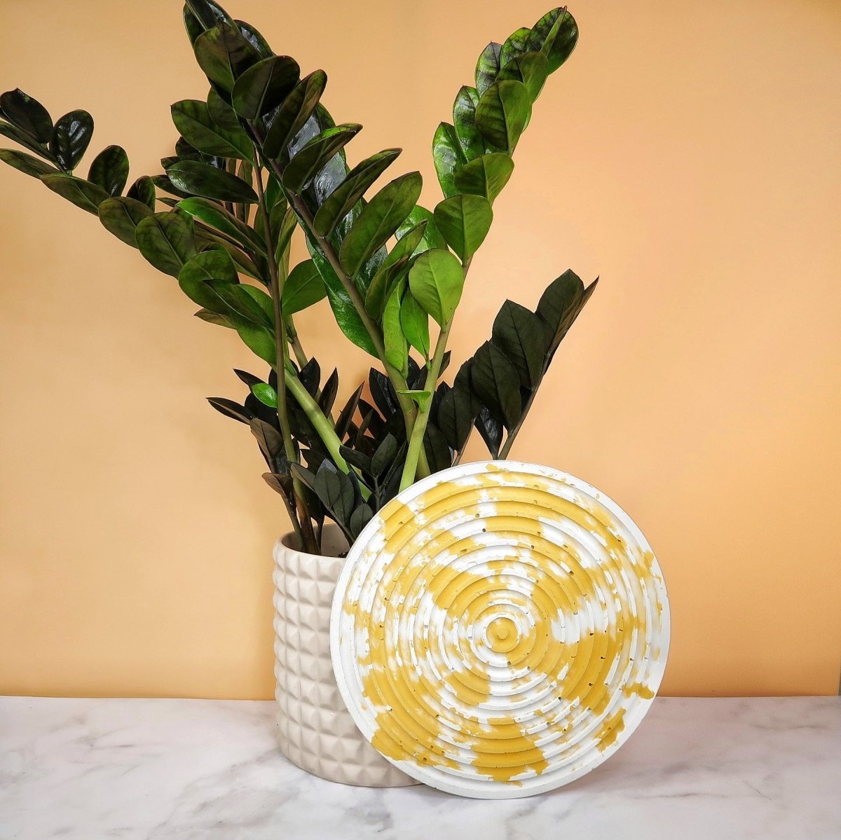 ZAMIOCULCAS BLACK RAVEN online bestellen bei potflourri