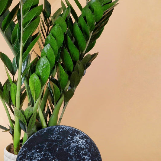 ZAMIOCULCAS SUPER NOVA online bestellen bei potflourri