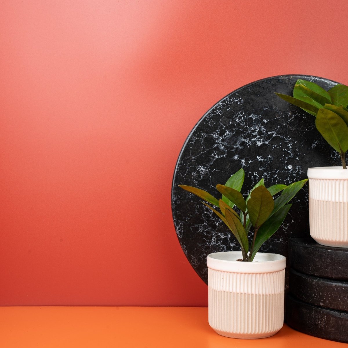Glücksfeder Zamioculcas mit glänzenden, ovalen Blättchen