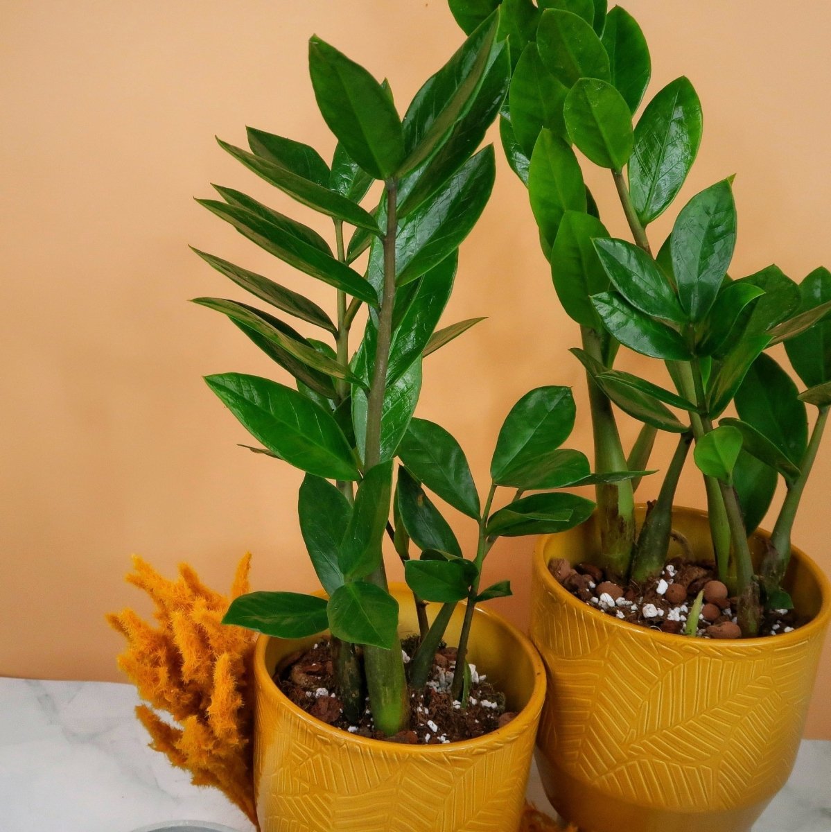 ZAMIOCULCAS ZAMIIFOLIA online bestellen bei potflourri