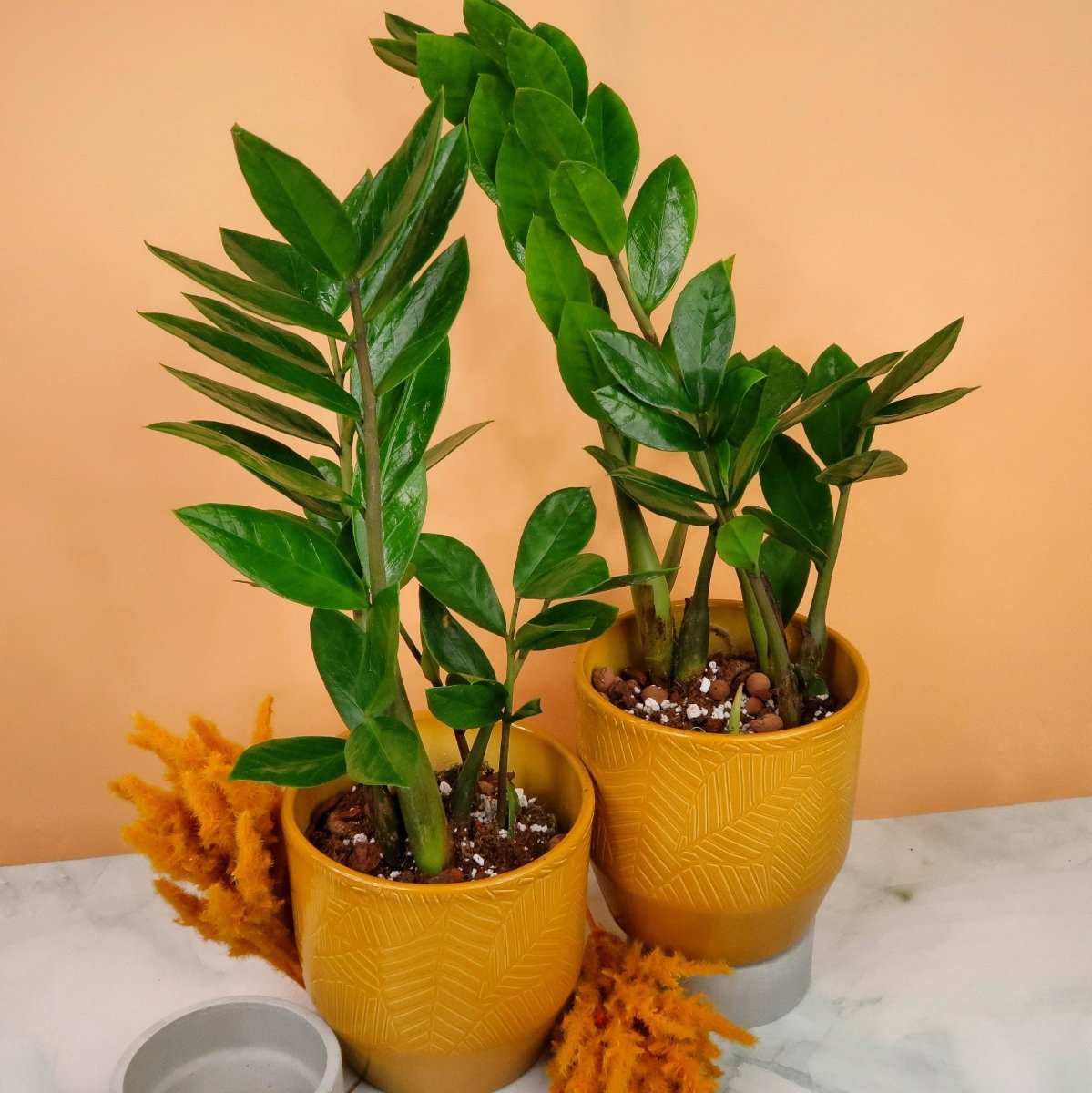 ZAMIOCULCAS ZAMIIFOLIA online bestellen bei potflourri