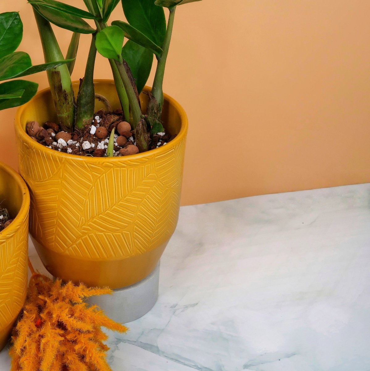 ZAMIOCULCAS ZAMIIFOLIA online bestellen bei potflourri