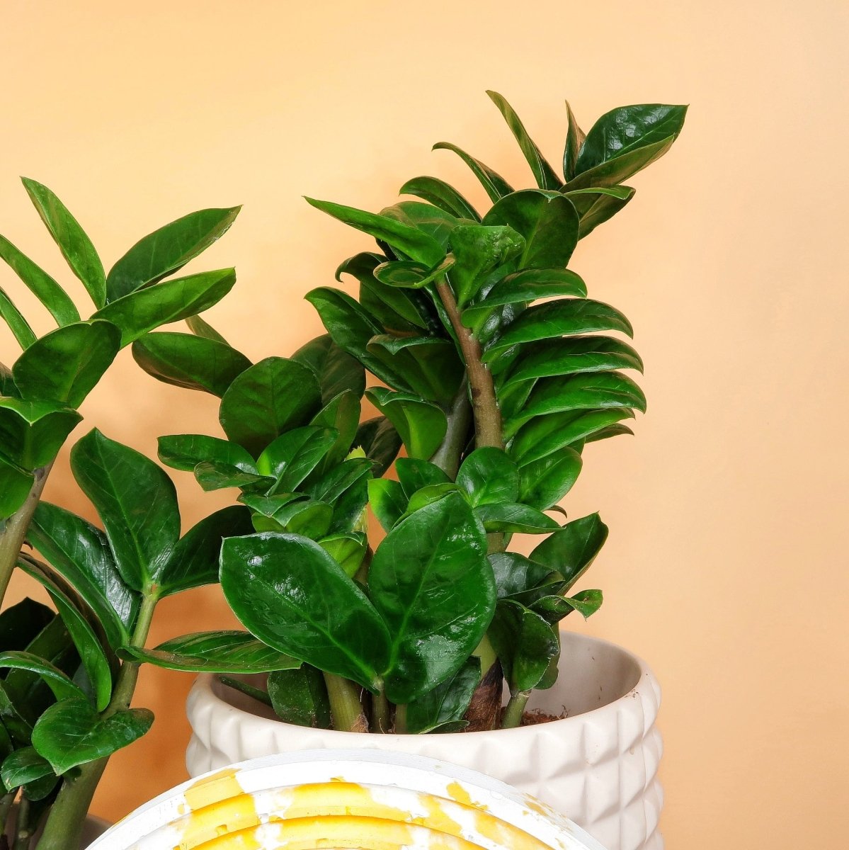 ZAMIOCULCAS ZENZI online bestellen bei potflourri