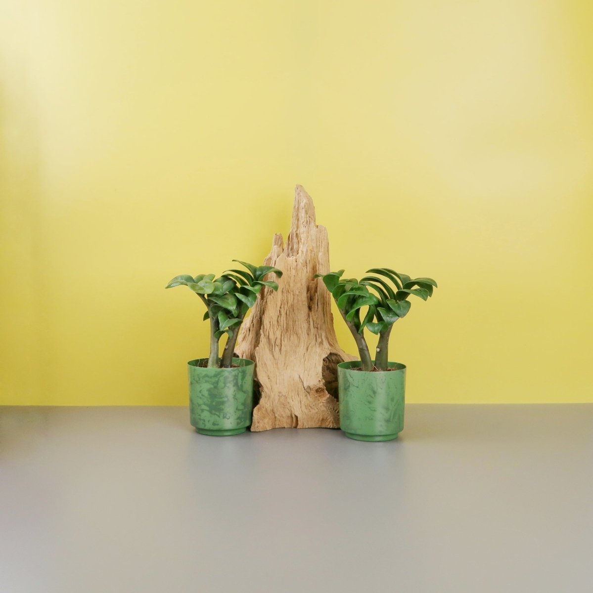 ZAMIOCULCAS ZENZI online kaufen bei potflourri