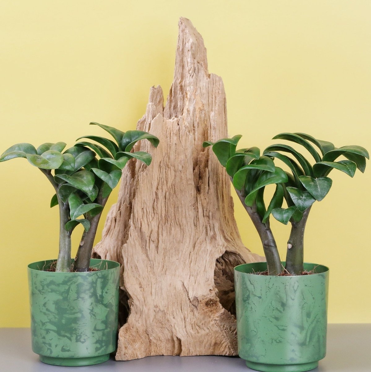 ZAMIOCULCAS ZENZI online kaufen bei potflourri