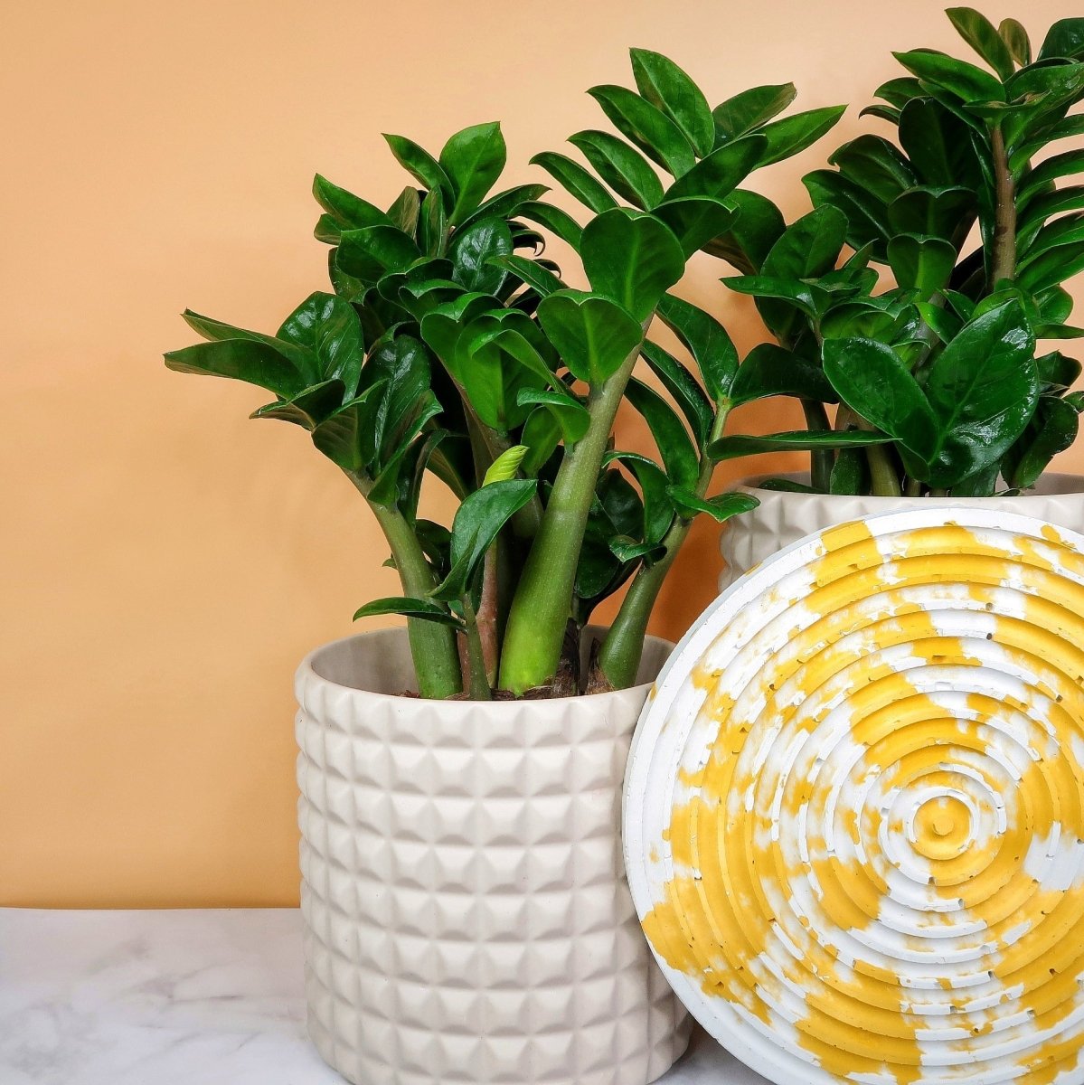 ZAMIOCULCAS ZENZI online bestellen bei potflourri