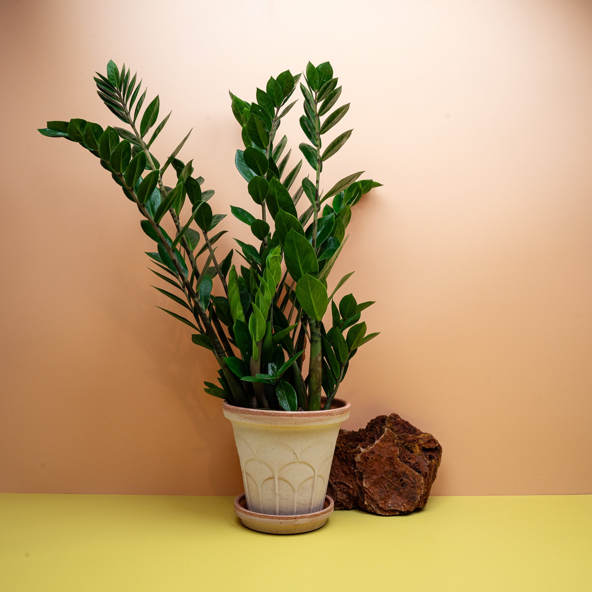 Zamioculcas Zamiifolia Lima in Größe M mit glänzenden Fiederwedeln – potflourri