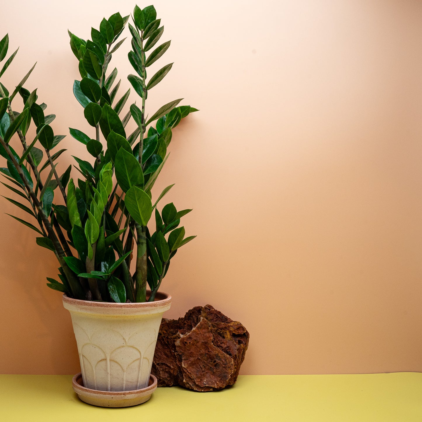 Zamioculcas Lima M, kompakte Glücksfeder im 12-cm-Topf – potflourri