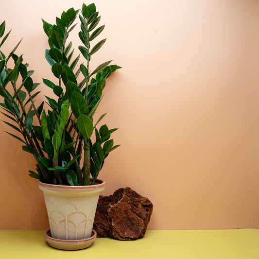 Zamioculcas Zamiifolia Lima in Größe M mit glänzenden Fiederwedeln – potflourri