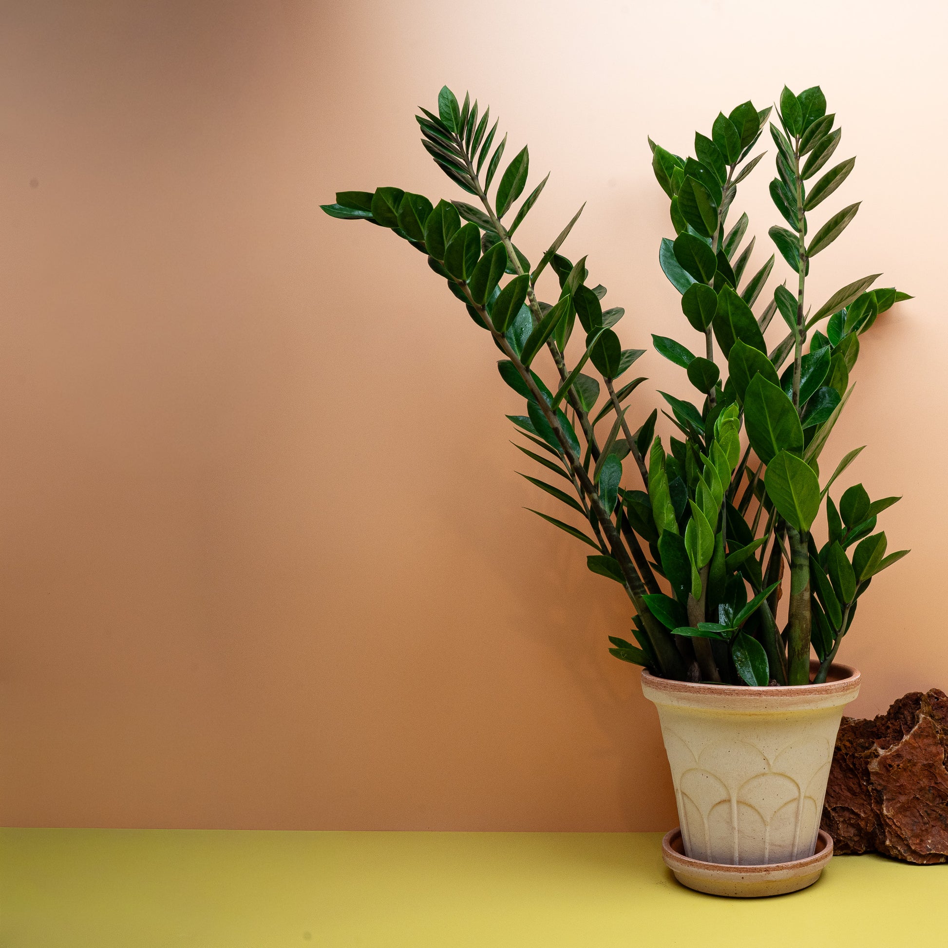 Zamioculcas Lima M, aufrechte Wedel mit ledrigen dunkelgrünen Blättchen – potflourri