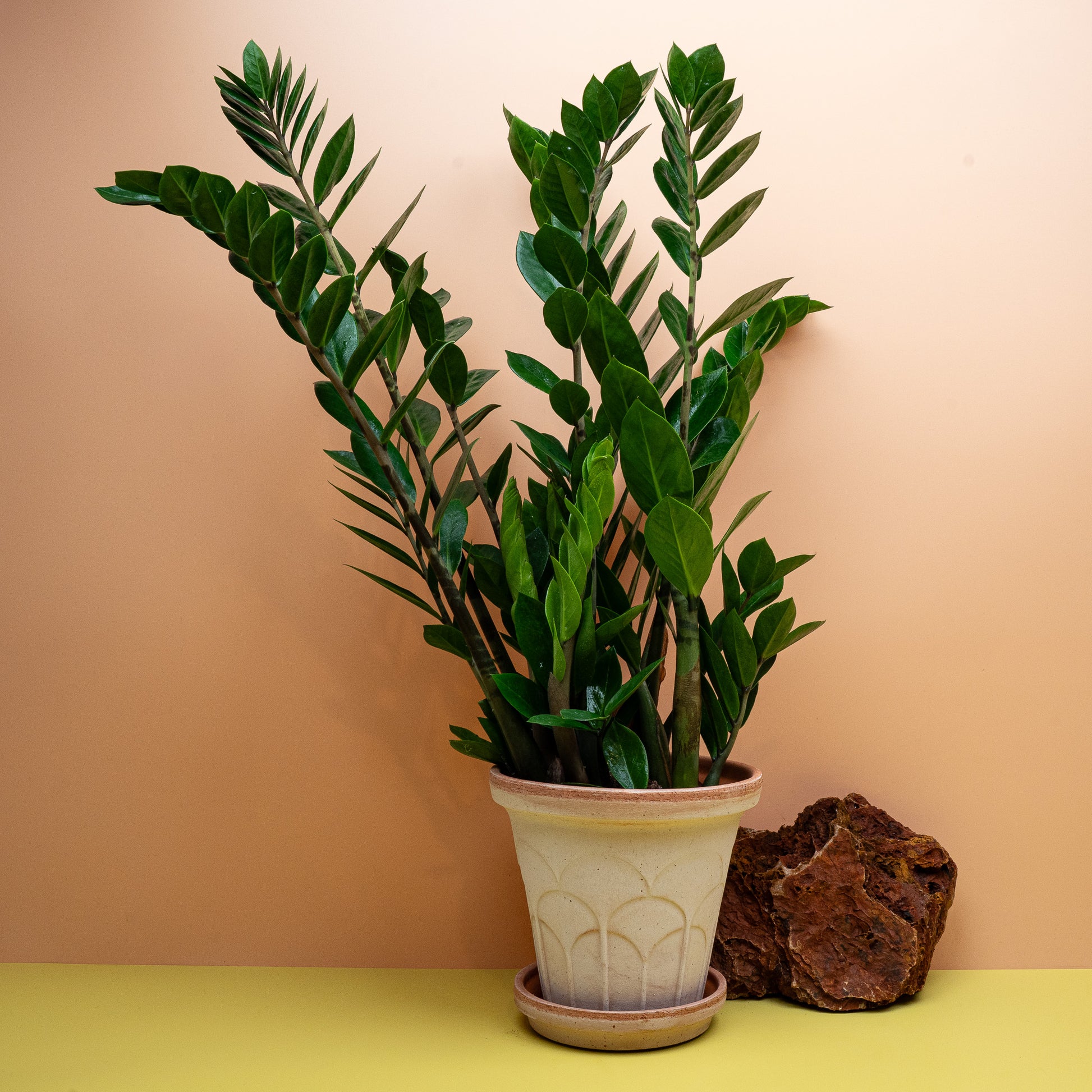 Zamioculcas Zamiifolia Lima als pflegeleichte Zimmerpflanze in Größe M – potflourri
